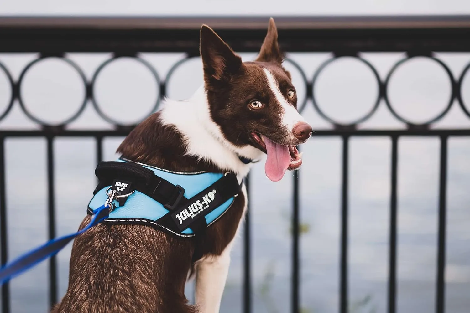 K9 Powerharness, Size: Mini Mini, Black
